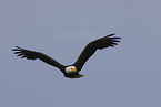 American bald eagle