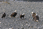 American bald eagles