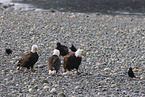 American bald eagles