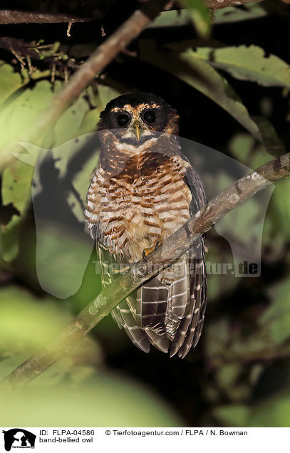 band-bellied owl / FLPA-04586