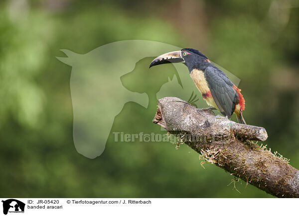 Halsbandarassari / banded aracari / JR-05420