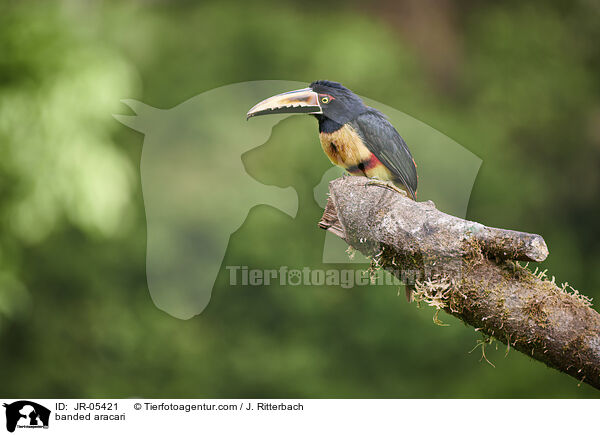 Halsbandarassari / banded aracari / JR-05421