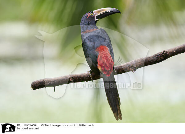 Halsbandarassari / banded aracari / JR-05434