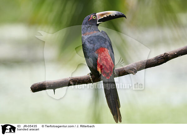 Halsbandarassari / banded aracari / JR-05435