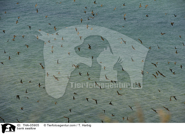 Uferschwalben / bank swallow / THA-05905