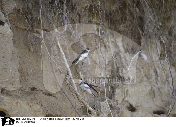 Uferschwalben / bank swallows / JM-16216