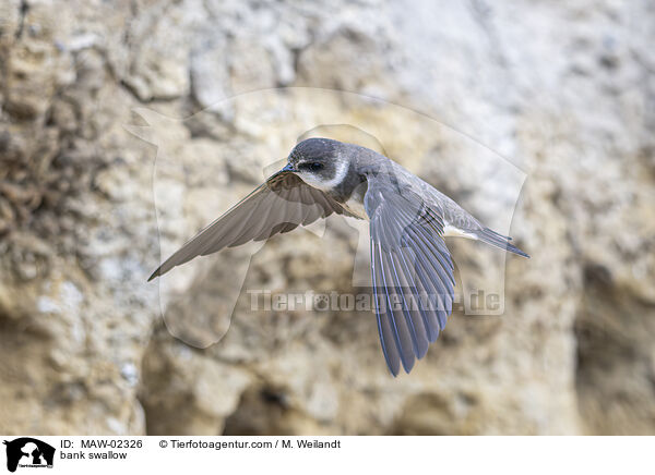 Uferschwalben / bank swallow / MAW-02326