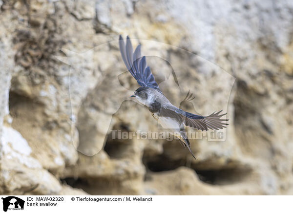 Uferschwalben / bank swallow / MAW-02328
