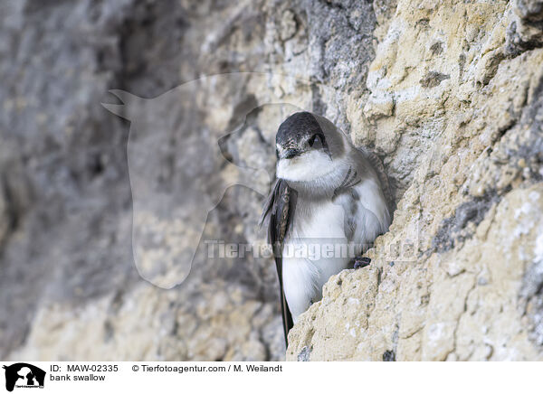 Uferschwalben / bank swallow / MAW-02335
