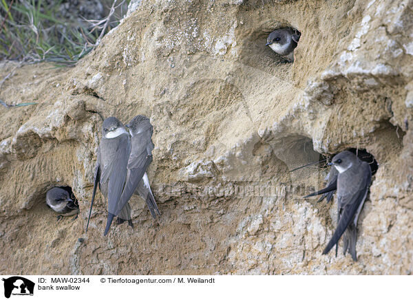 Uferschwalben / bank swallow / MAW-02344