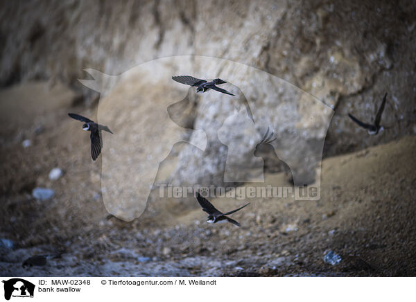 Uferschwalben / bank swallow / MAW-02348