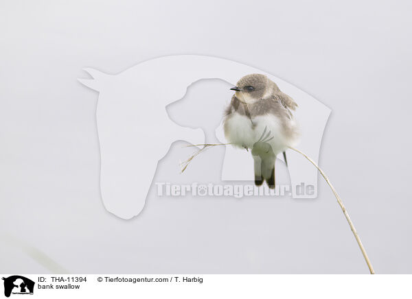 Uferschwalbe / bank swallow / THA-11394