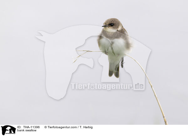 Uferschwalbe / bank swallow / THA-11396