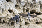 bank swallow