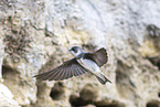 bank swallow