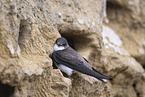bank swallow