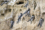 bank swallow