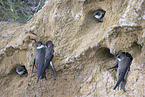 bank swallow