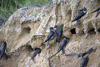 bank swallow