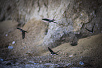 bank swallow