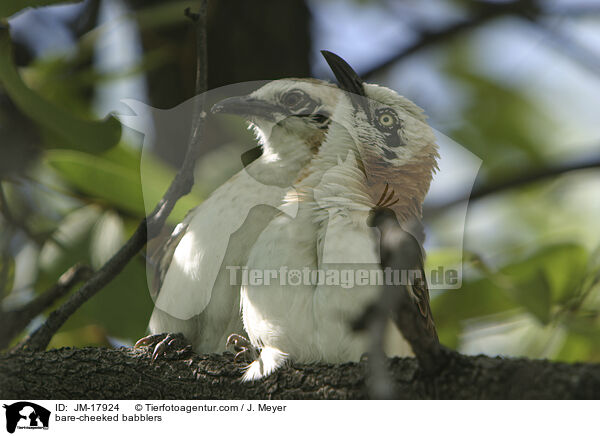 Nacktwangendrosslinge / bare-cheeked babblers / JM-17924