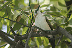 bare-cheeked babbler