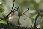 bare-cheeked babblers