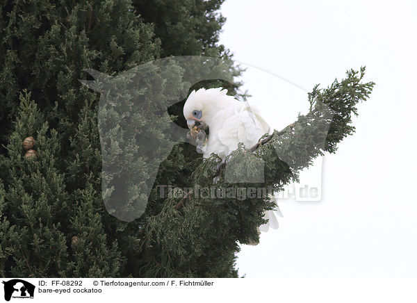 Nacktaugenkakadu / bare-eyed cockatoo / FF-08292