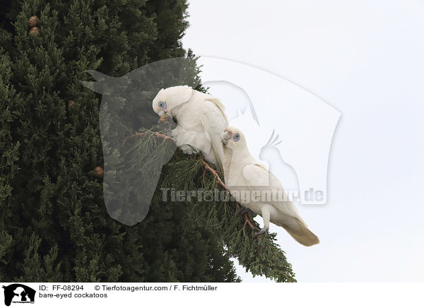 Nacktaugenkakadus / bare-eyed cockatoos / FF-08294