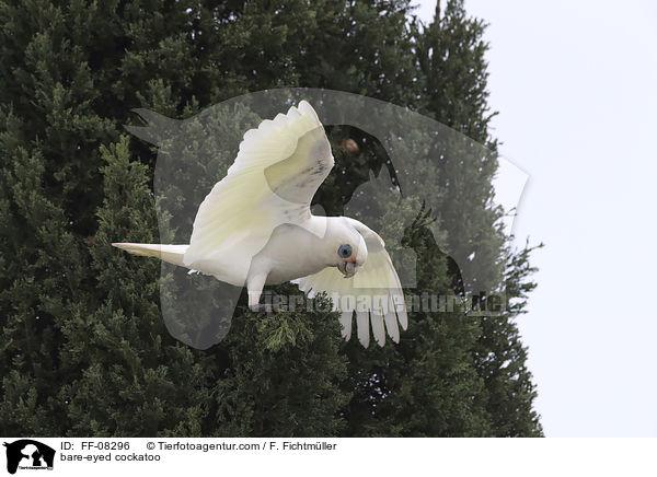 Nacktaugenkakadu / bare-eyed cockatoo / FF-08296