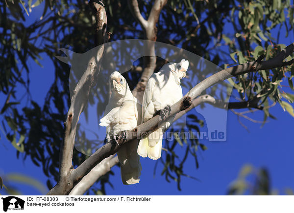 bare-eyed cockatoos / FF-08303