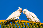 bare-eyed cockatoos