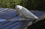 little corella