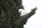 bare-eyed cockatoo