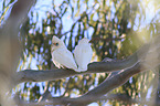 bare-eyed cockatoos
