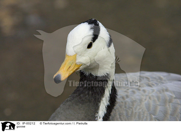 Streifengans im Portrait / goose / IP-00212