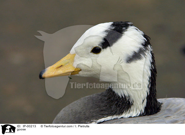 Streifengans im Portrait / goose / IP-00213