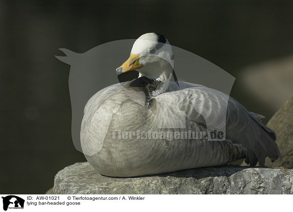 liegende Streifengans / lying bar-headed goose / AW-01021