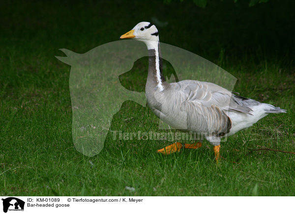 Bar-headed goose / KM-01089