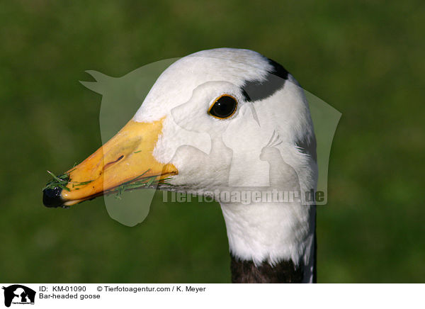 Streifengans / Bar-headed goose / KM-01090