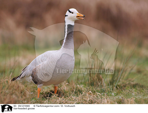 Streifengans / bar-headed goose / DV-01690