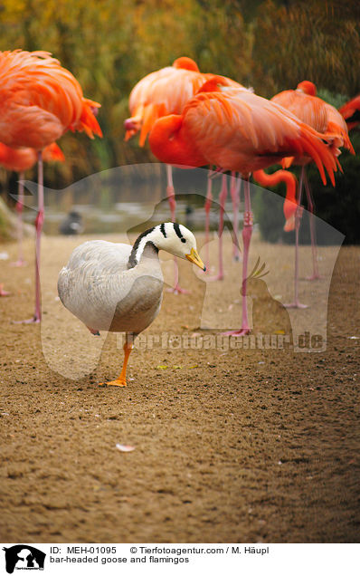 Streifengans und Flamingos / bar-headed goose and flamingos / MEH-01095