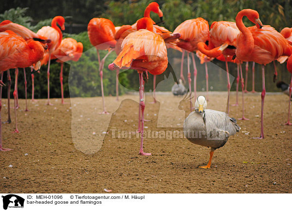 Streifengans und Flamingos / bar-headed goose and flamingos / MEH-01096