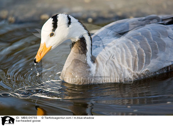 bar-headed goose / MBS-04755