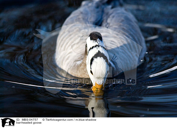 bar-headed goose / MBS-04757