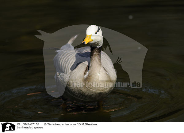 Streifengans / bar-headed goose / DMS-07158