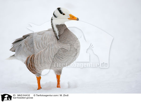Streifengans / bar-headed goose / MAZ-04432