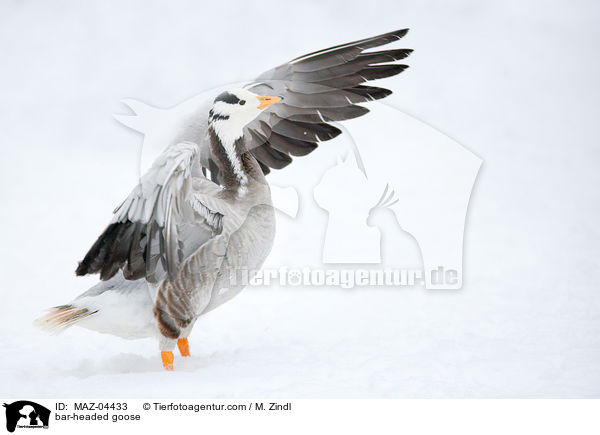 Streifengans / bar-headed goose / MAZ-04433