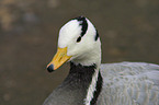 goose