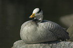 lying bar-headed goose